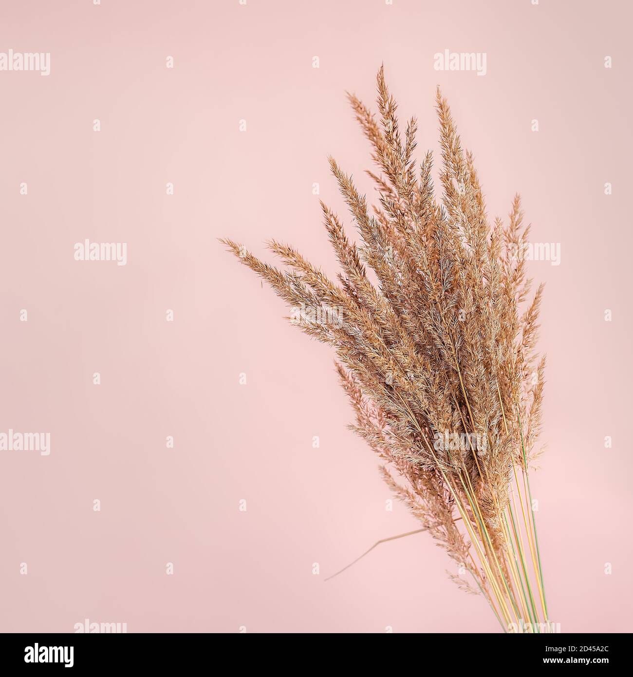 Beau bouquet de fleurs séchées sur fond de papier rose. Placer pour le texte Banque D'Images