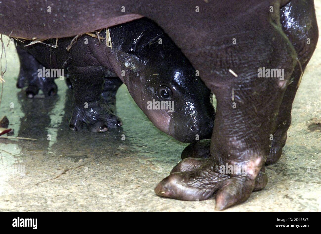Hippopotame Nain Banque D Image Et Photos Alamy