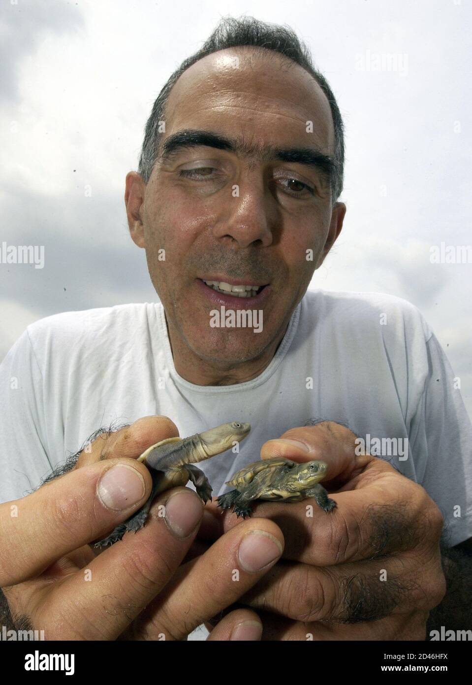 Richard Ogust Detient Le Bebe Chelodina Siebenrocki Egalement Connu Sous Le Nom De Tortue Du Col Du Serpent L Et Un Geoemyda Spengleri Egalement Connu Sous Le Nom De Tortue Des Feuilles Richard Ogust Detient Le Bebe Chelodina Siebenrocki Egalement Connu Sous Le Nom De Tortue Du Col Du Serpent L Et Un Geoemyda Spengleri Egalement Connu Sous Le Nom De Tortue Des Feuilles