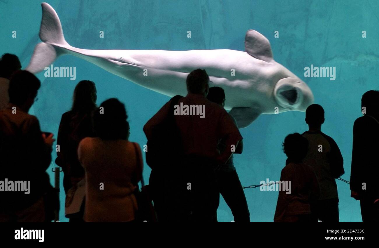 Une baleine blanche, ou béluga, nage les visiteurs dans la section arctique de l'Océanografic de