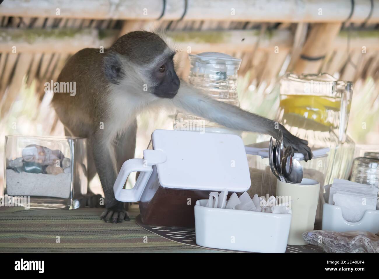 Wild Monkey Business, un client non invité au brunch du petit déjeuner dans un complexe tropical à l'océan Indien en Afrique, au Mozambique Banque D'Images