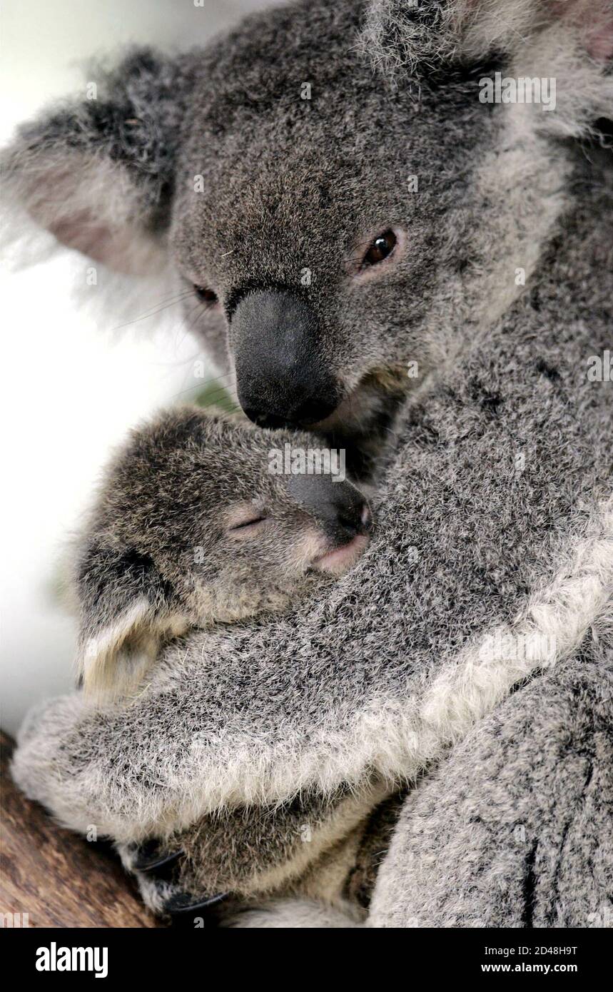 Photo Taken 26jul04 A Baby Koala Named Cooee Is Held By Its Mother At Sydney S Taronga Zoo In Sydney July 26 04 Animal Activists Have Urged Governments To Make Koala