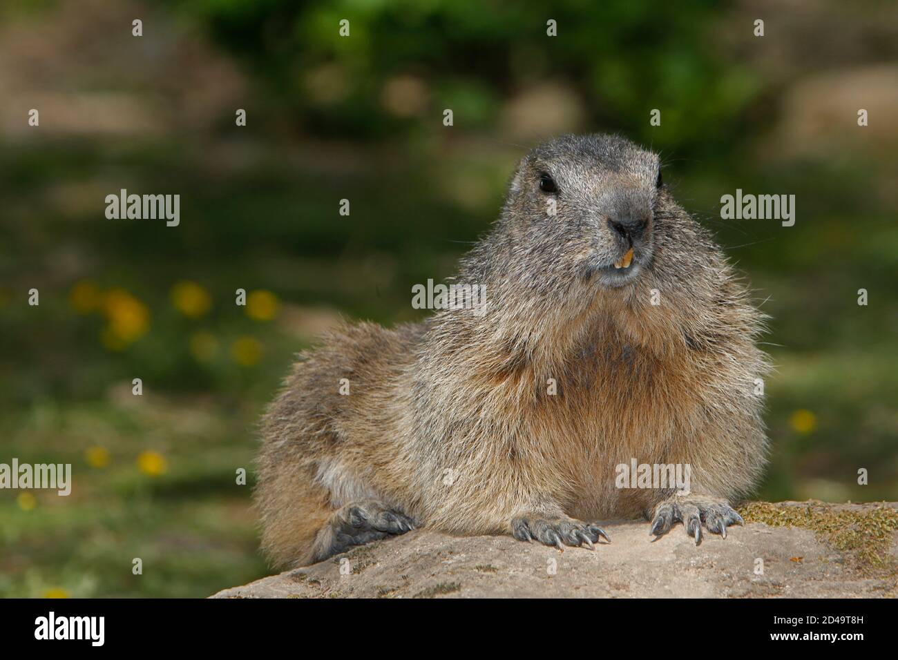 Marmotte des Alpes Marmota marmota, adultes, debout sur les rochers, dans les Alpes au sud-est de la France Banque D'Images