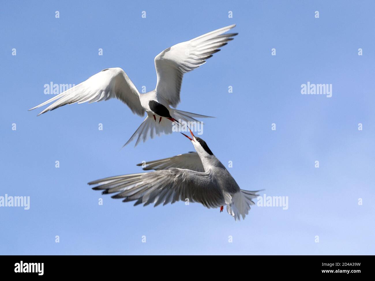 Terns communs (Sterna hirundo) interagissant en vol. Des sternes adultes en vol sur fond bleu ciel Banque D'Images