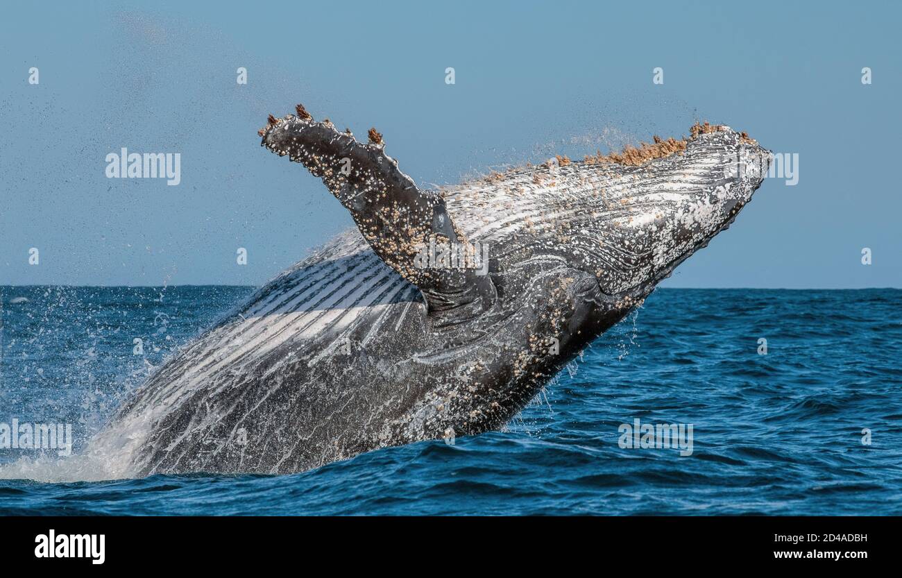 Braconnage de baleines à bosse. Baleine à bosse sautant hors de l'eau. Megaptera novaeangliae. Afrique du Sud. Banque D'Images