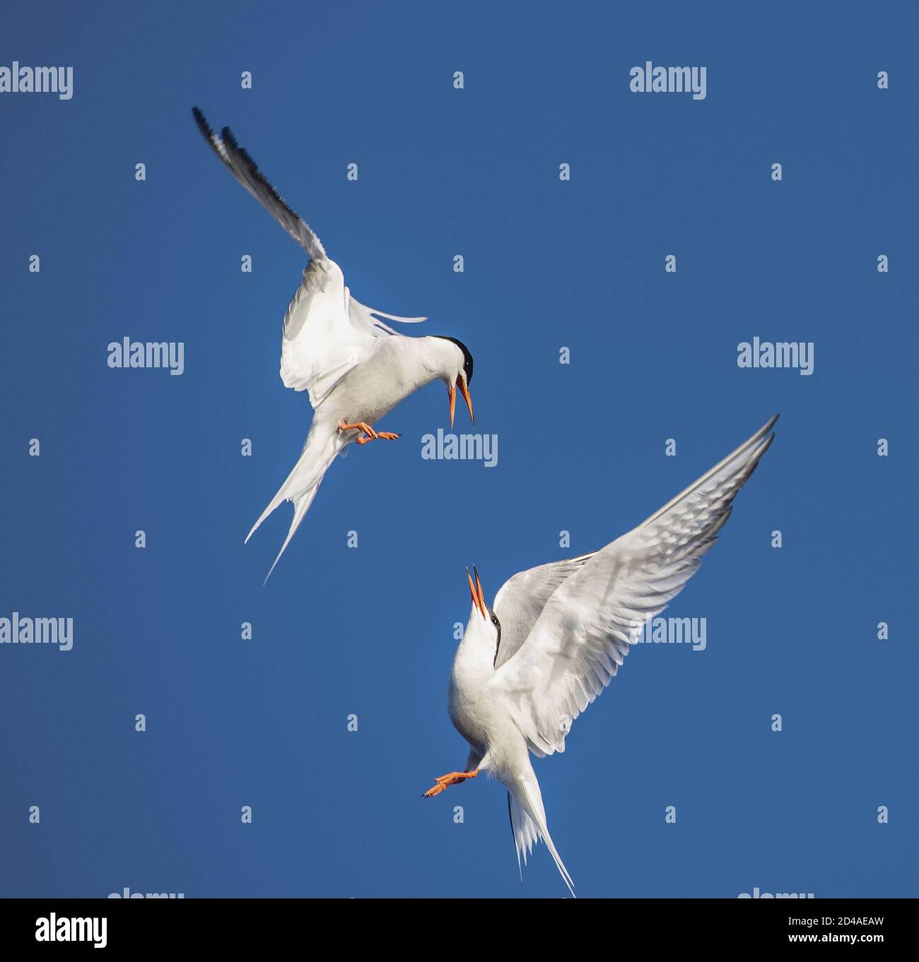 Dans le ciel. Terns communs interagissant en vol. Des sternes adultes en vol sur fond bleu ciel. Nom scientifique: Sterna hirundo Banque D'Images
