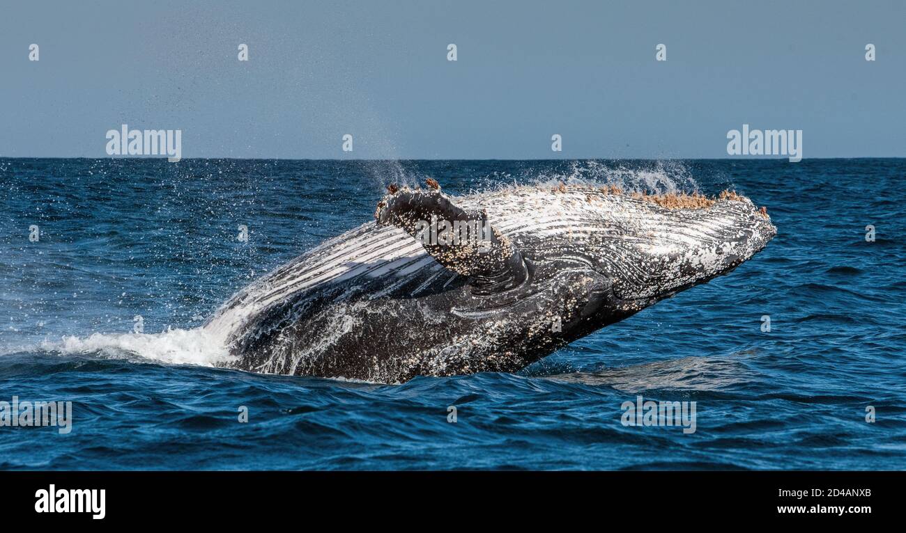 Braconnage de baleines à bosse. Baleine à bosse sautant hors de l'eau. Megaptera novaeangliae. Afrique du Sud. Banque D'Images