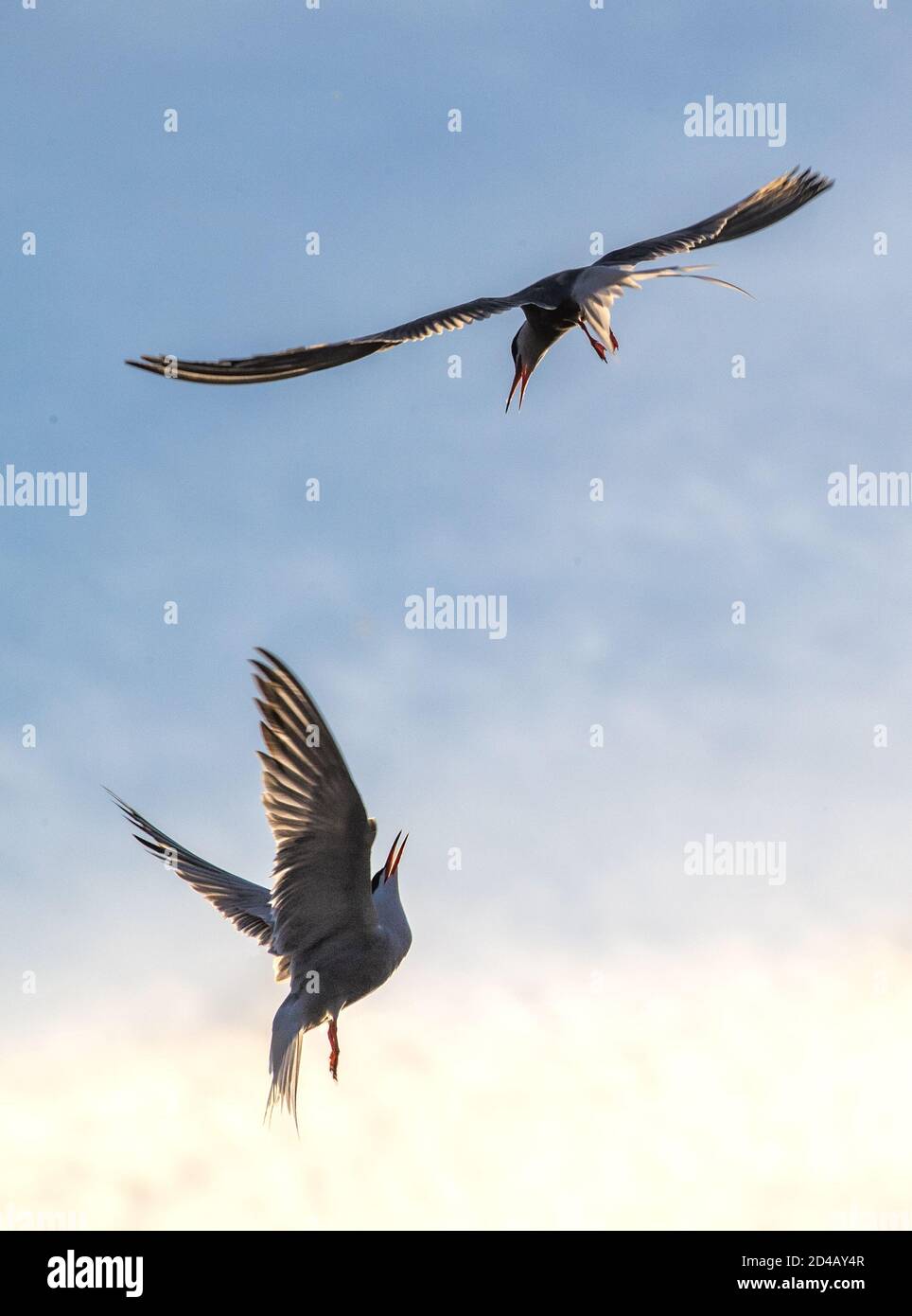Dans le ciel. Terns communs interagissant en vol. Des sternes adultes en vol dans la lumière du coucher du soleil sur le fond du ciel. Nom scientifique: Sterna Banque D'Images