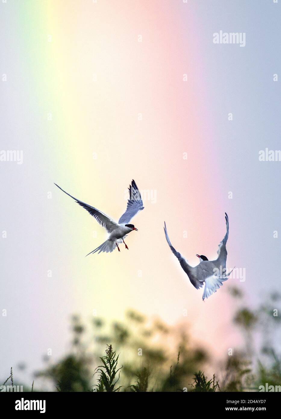 Dans le ciel. Terns communs interagissant en vol. Des sternes adultes en vol sur fond bleu ciel et arc-en-ciel. Nom scientifique: Sterna Banque D'Images