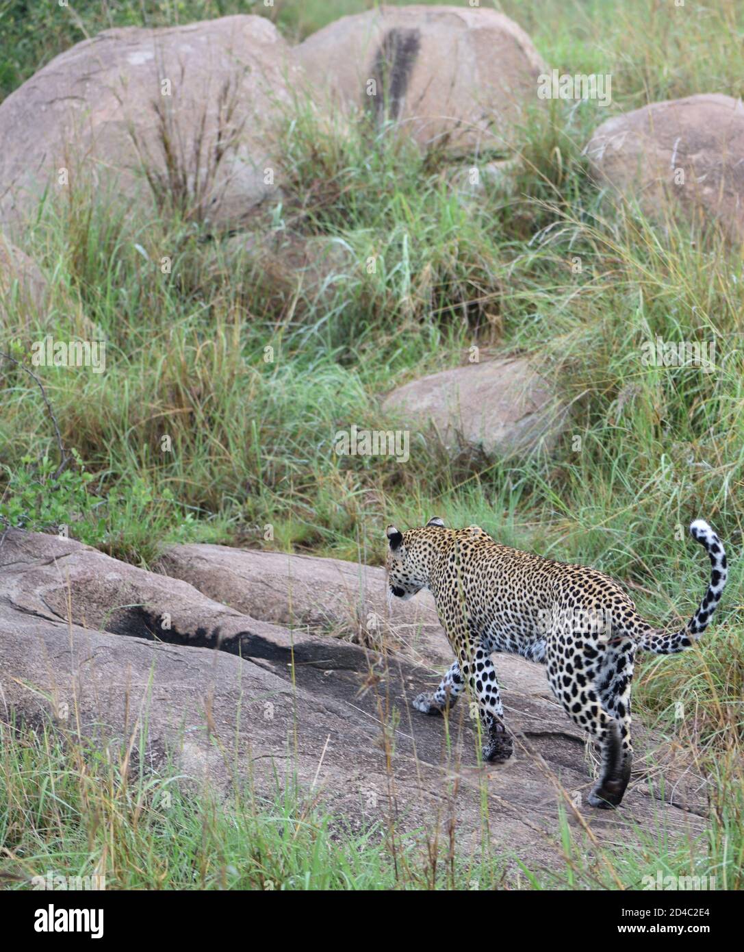 Une femelle léopard (Panthera pardus) s'approche de son den wher deux très jeunes petits sont en sécurité sous les rochers. Parc national du Serengeti, Tanzanie. Banque D'Images