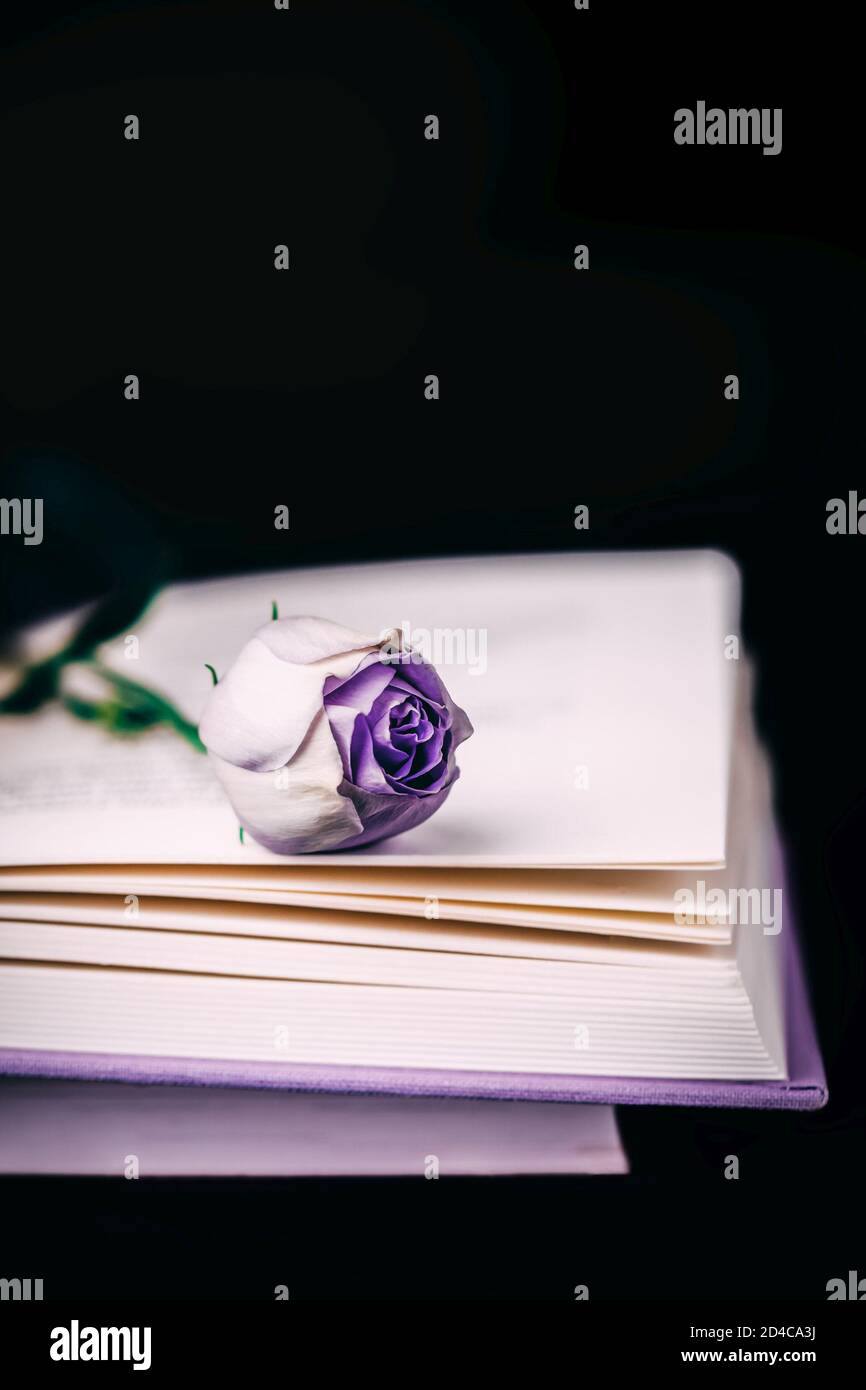 Belle eustoma violet clair ou lisianthus fleurs et livre sur fond noir, espace de copie Banque D'Images