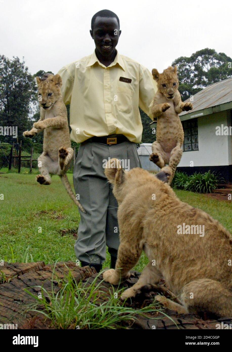 Three orphan lion cubs are brought outside by Nairobi Animal Orphanage volunteer and guide Noah Bii to be photographed May 6, 2004. The six weeks old cubs - named after villages near Three orphan lion cubs are brought outside by Nairobi Animal Orphanage volunteer and guide Noah Bii to be photographed May 6, 2004. The six weeks old cubs - named after villages near