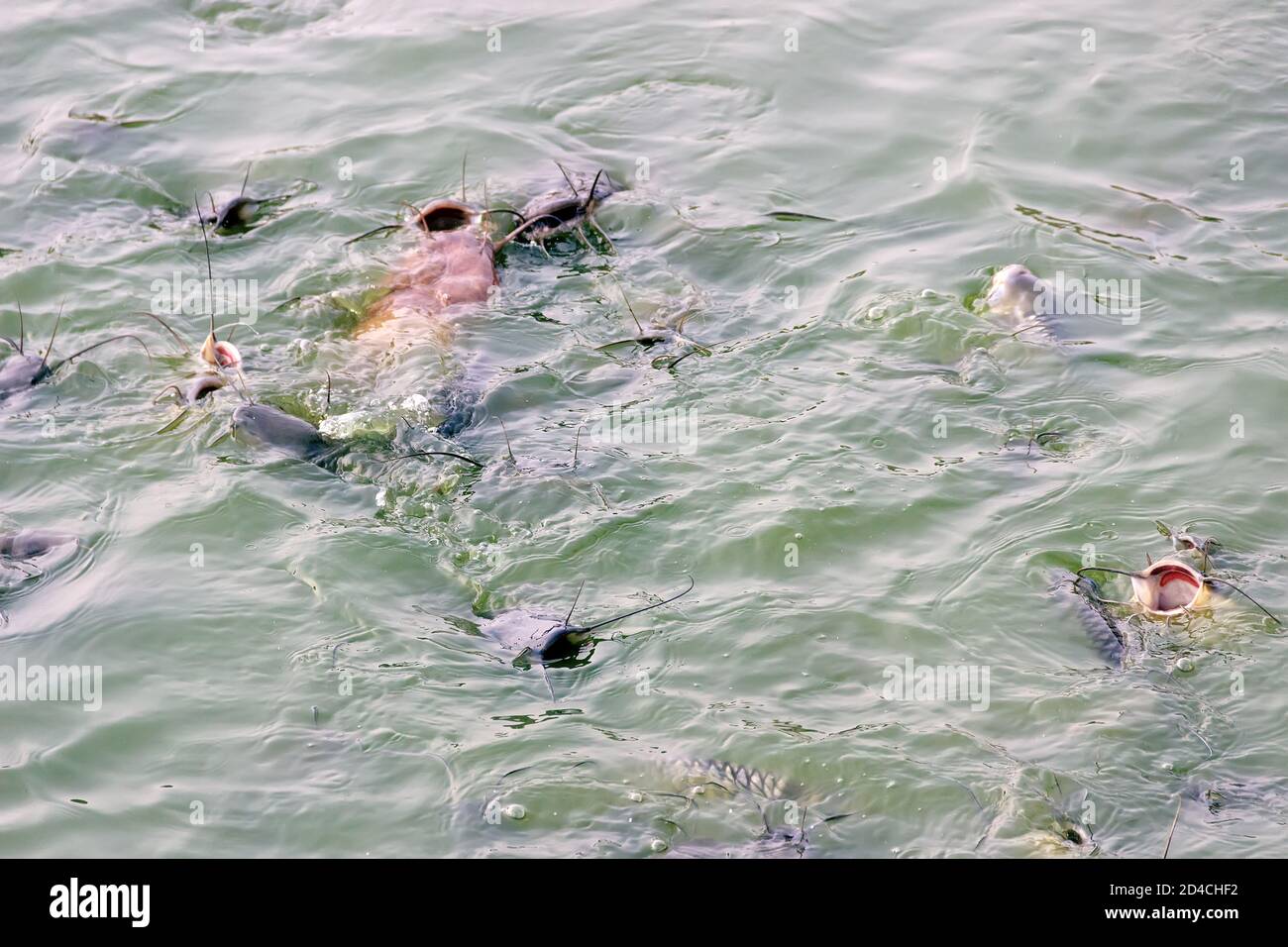 Le poisson-chat marchant (Clarias batrachus) se nourrit à la surface d'eau très boueuse, d'habitats pauvres en oxygène. Étangs de poisson et produits de poisson, élevés en PO cérémonial Banque D'Images
