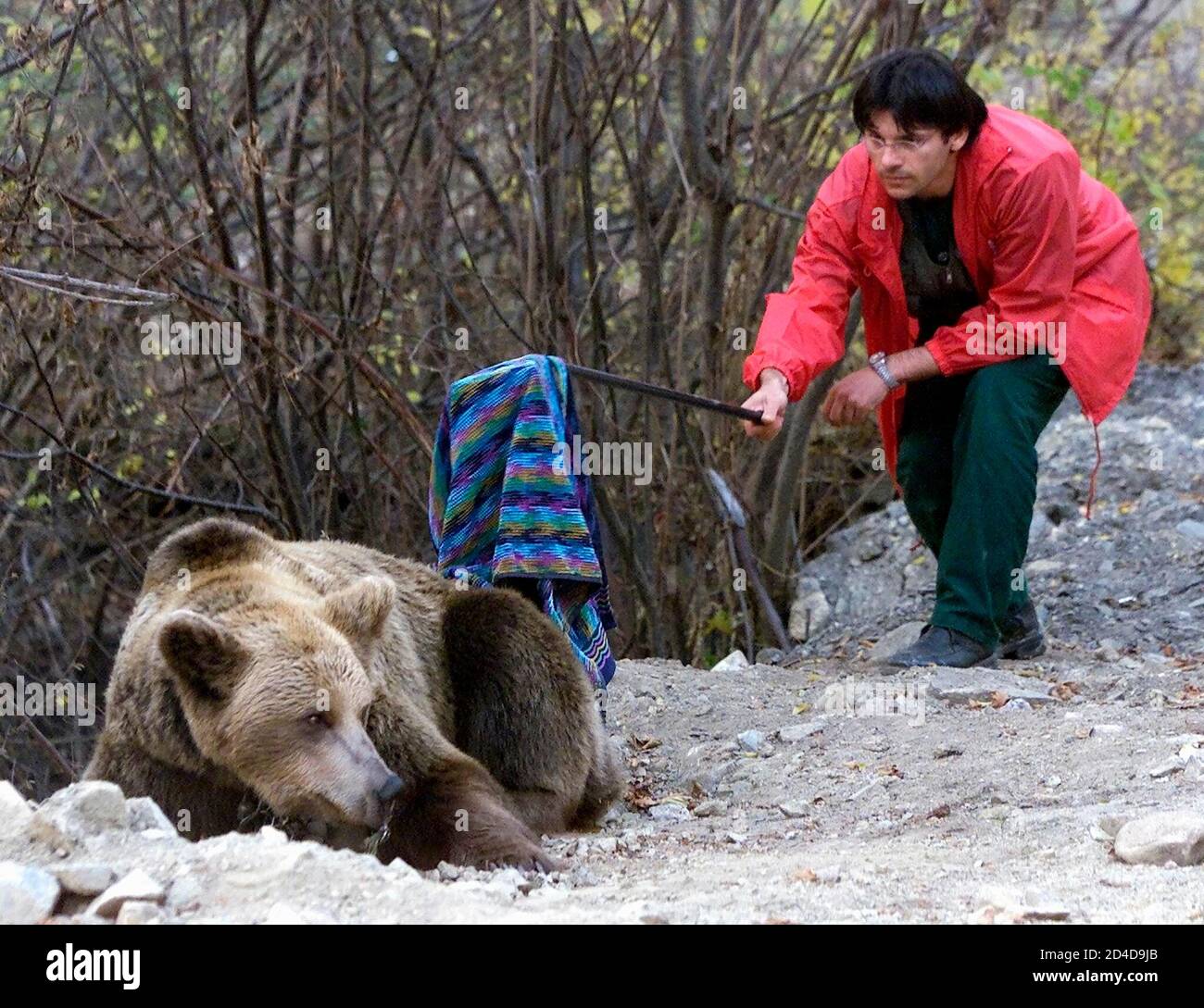 A Veterinarian Doctor From An Austrian Animal Protection Foundation Checks Whether A Drug Has Taken Effect On Mariana A Brown Bear Before It Is Tested For Illneses In A Newly Set Up Bear