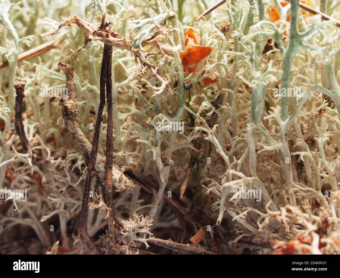 Macro photographie de mousses forestières. Intertissage de fils de plantes. Texture. La photo d'arrière-plan. Gros plan. Banque D'Images