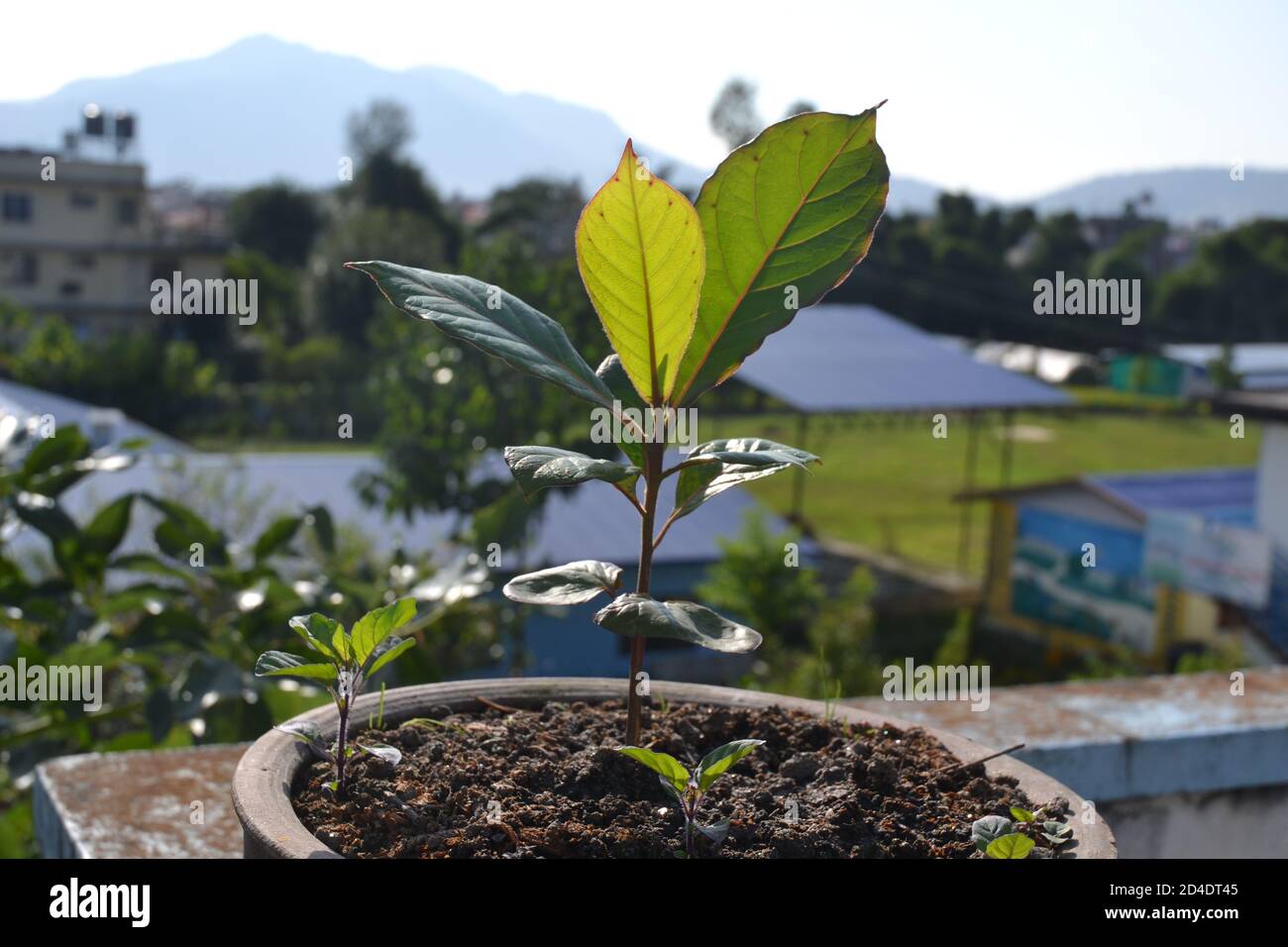 Semis d'amande indienne. Banque D'Images