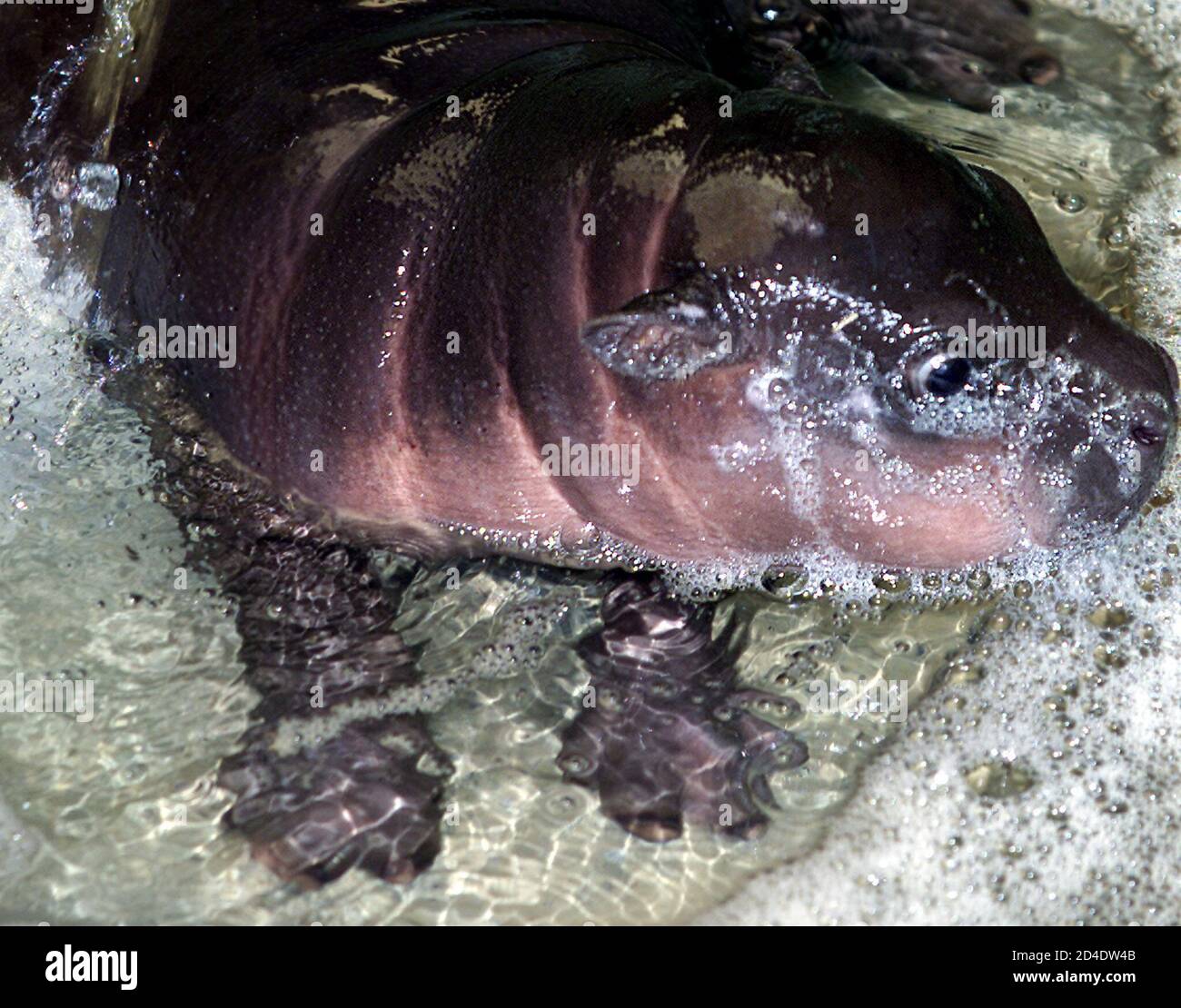 Hippopotames Nains Banque D Image Et Photos Alamy