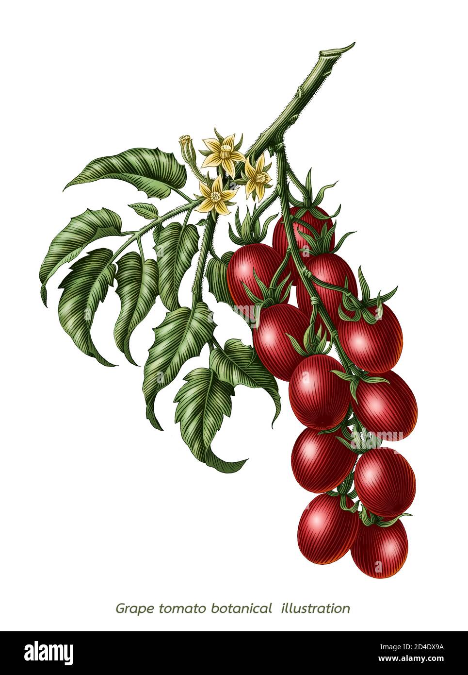 Branche de tomate de raisin botanique vintage gravure illustration clip art isolé sur fond blanc Banque D'Images