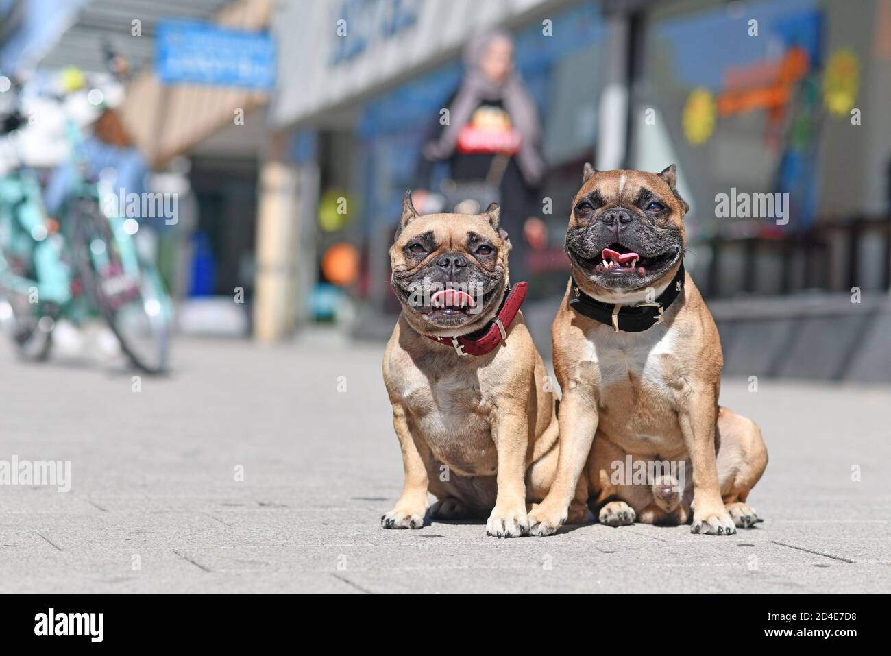 Chiens de Bulldog français bien élevés sans laisse assise en ville rue par beau temps Banque D'Images