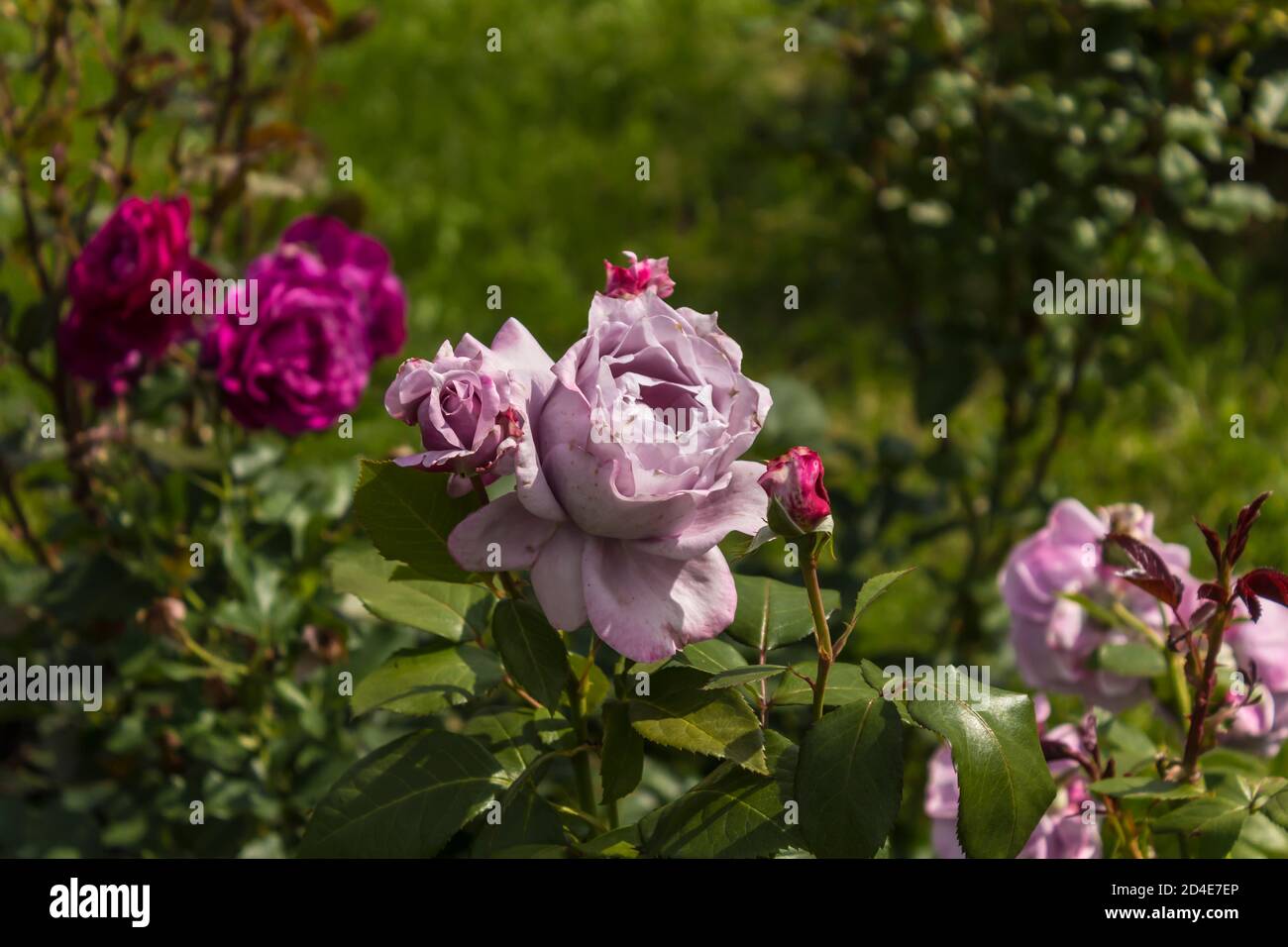 Roses roses roses et roses pourpres, sur fond de feuillage vert. Jardin botanique au milieu de l'été. Banque D'Images