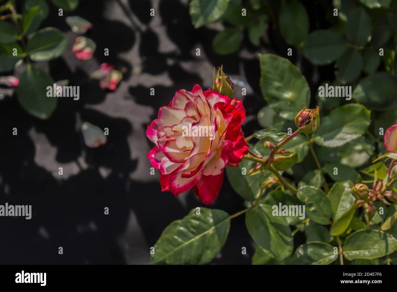 Rose rouge et blanche sur fond de feuillage vert. Jardin botanique au milieu de l'été. Banque D'Images