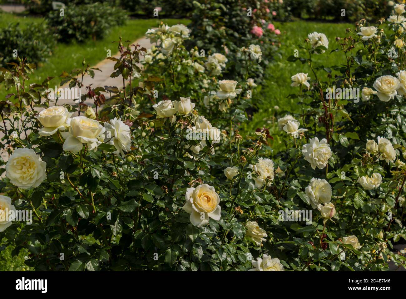 Fleurs roses blanches sur les buissons avec des feuilles vertes. Jardin botanique au milieu de l'été. Banque D'Images