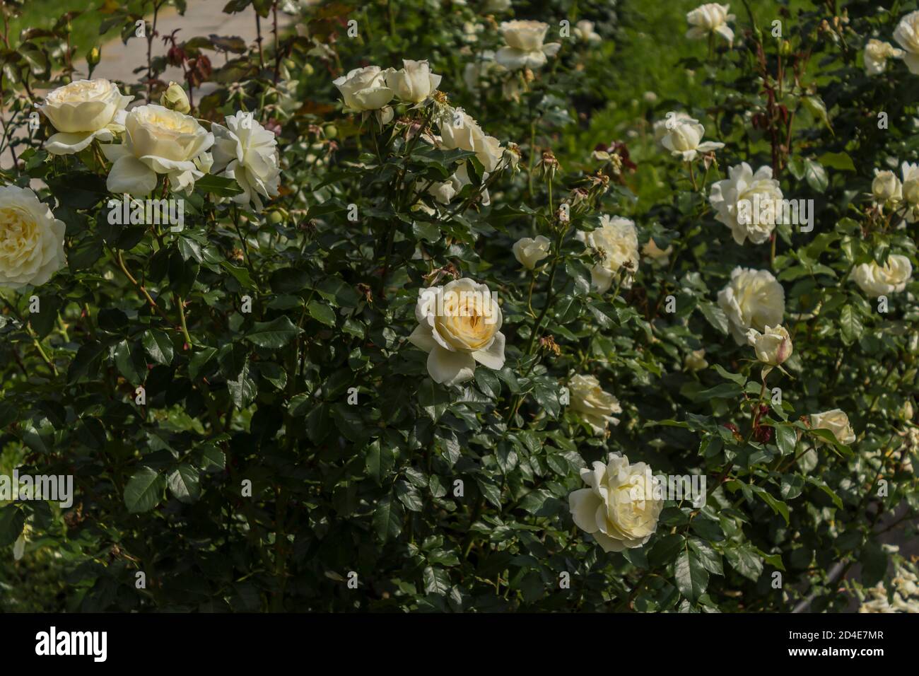 Fleurs roses blanches sur les buissons avec des feuilles vertes. Gros plan . Jardin botanique au milieu de l'été. Banque D'Images