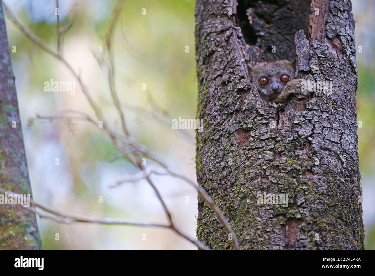 Lémurien regardant la caméra depuis son coin-détente. Milne Edwards sportive lemur (Lepilemur edwardsi), endémique à Madagascar. Banque D'Images