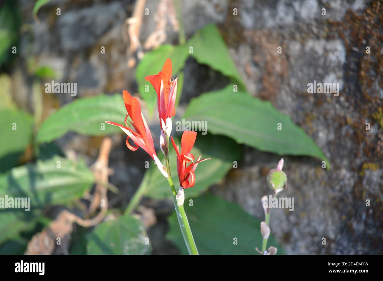 Fleur rouge avec feuilles vertes dans un jardin Banque D'Images