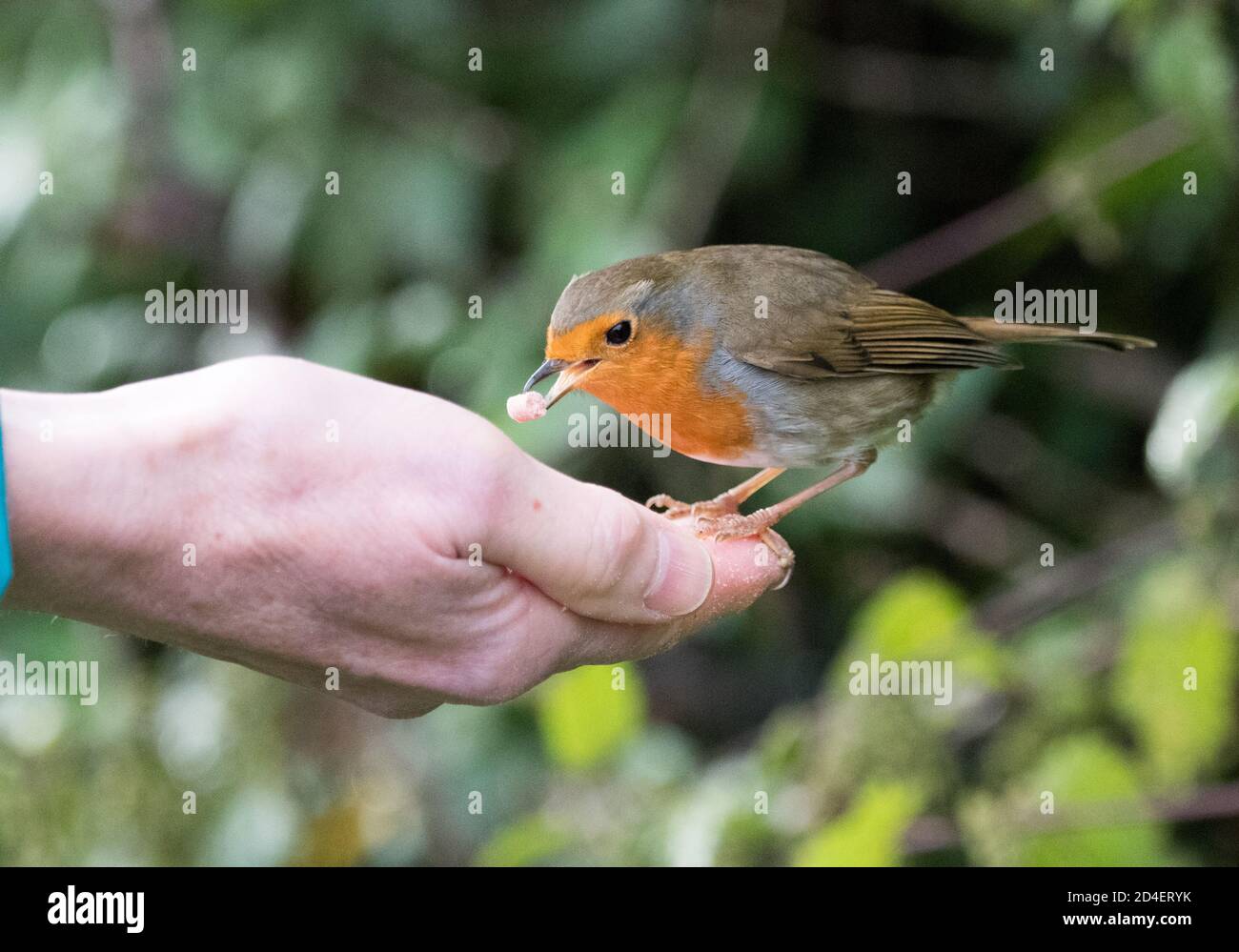 Alimentation manuelle de Robin (erithacus rubecula) Banque D'Images