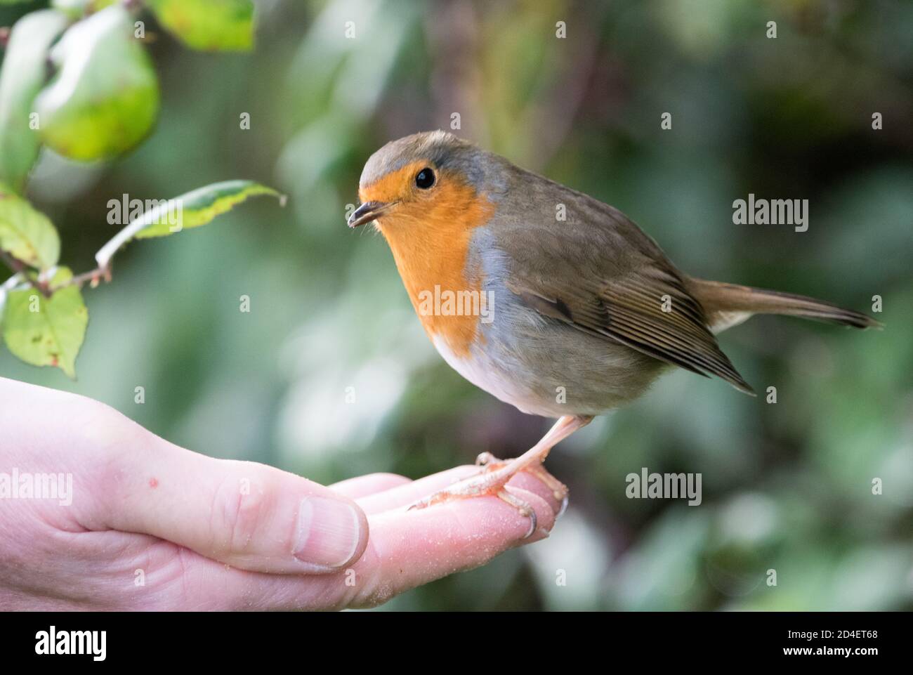 Alimentation manuelle de Robin (erithacus rubecula) Banque D'Images