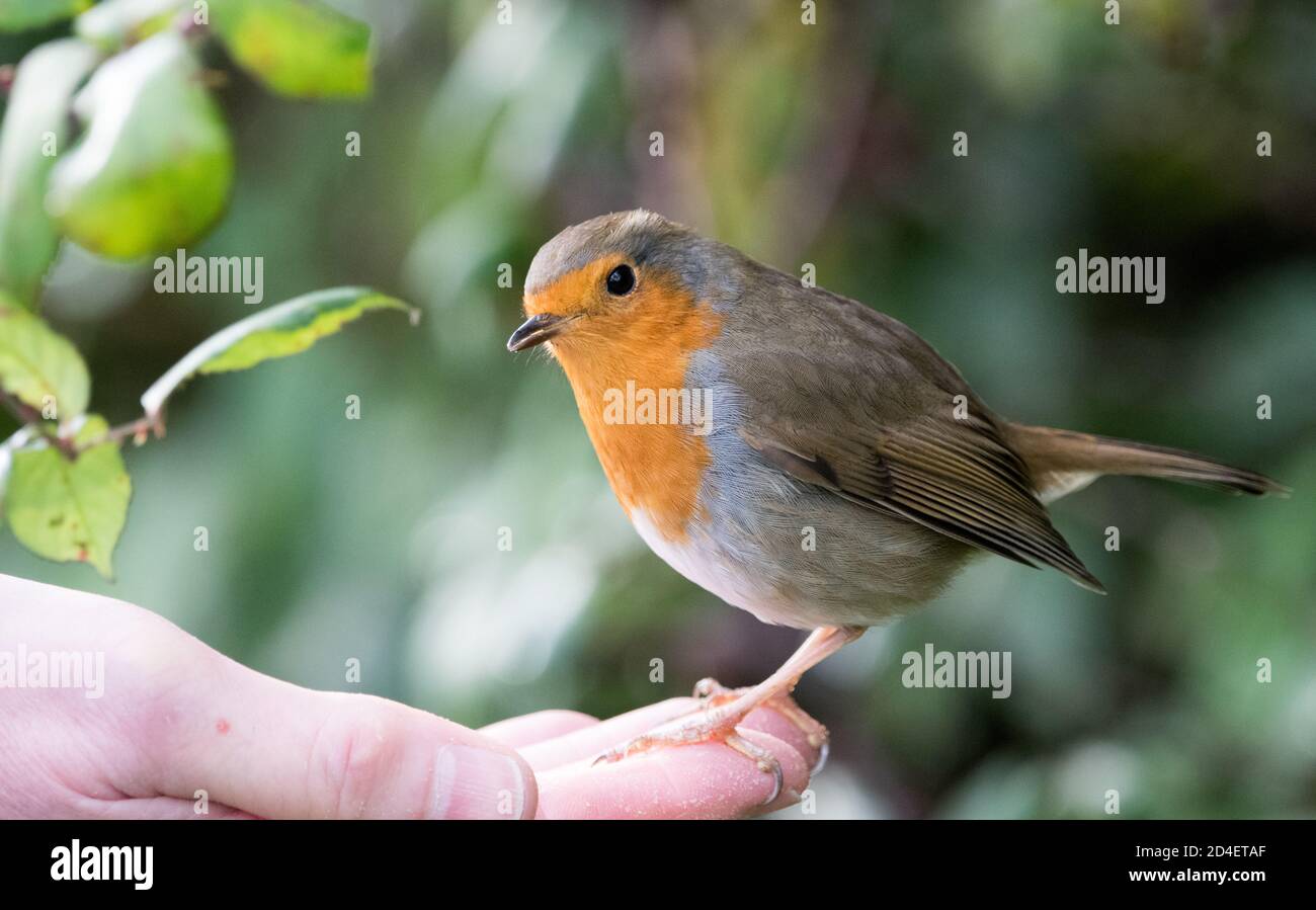 Alimentation manuelle de Robin (erithacus rubecula) Banque D'Images