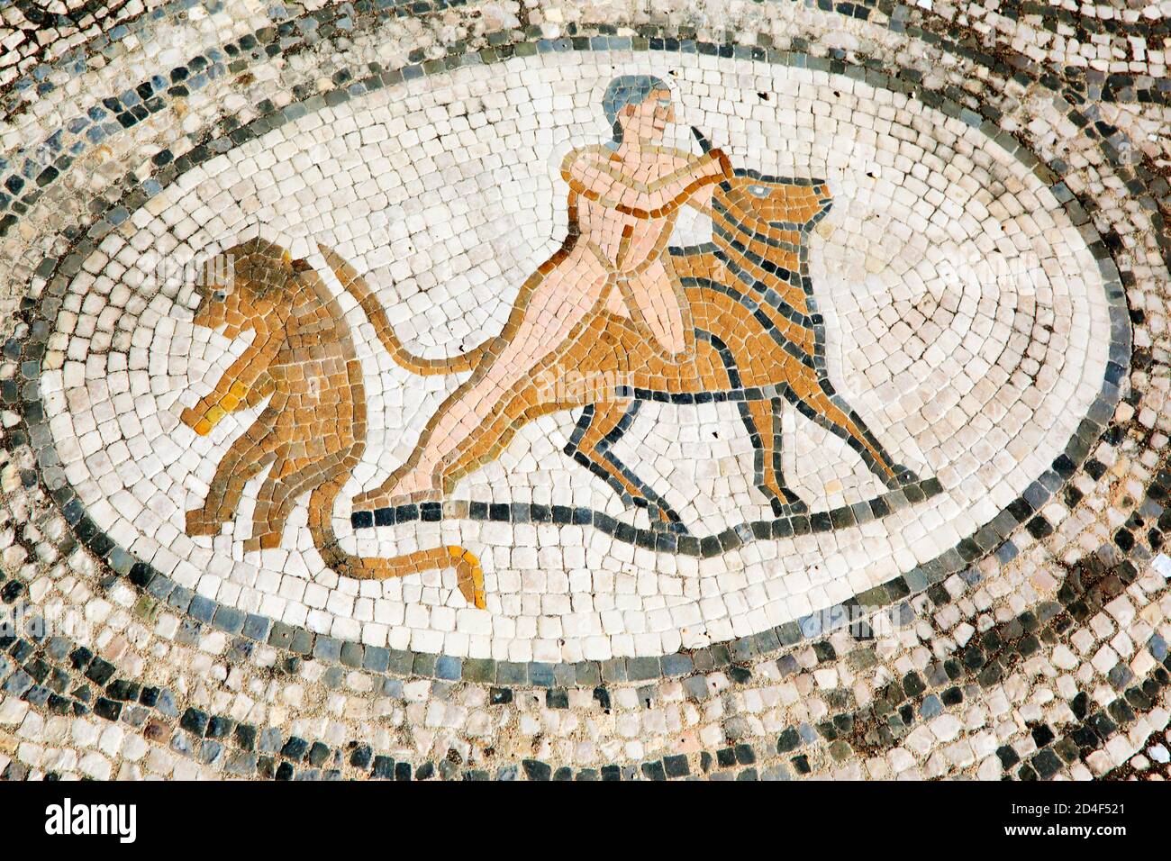 Septième travail d'Hercules, mosaïque de Volubilis, ancienne ville romaine au Maroc Banque D'Images