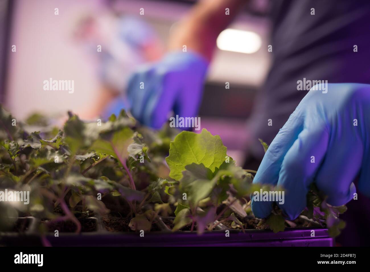 La récolte de salades et d'herbes, qui sera donnée gratuitement aux populations locales et aux groupes communautaires comme une réponse temporaire à la pandémie actuelle d'hélath, Qui ont grandi dans l'entrepôt agricole vertical d'Intelligent Growth Solutions Ltd, basé à côté du James Hutton Institute, à Invergowrie, en Écosse, le 20 juillet 2020. Banque D'Images