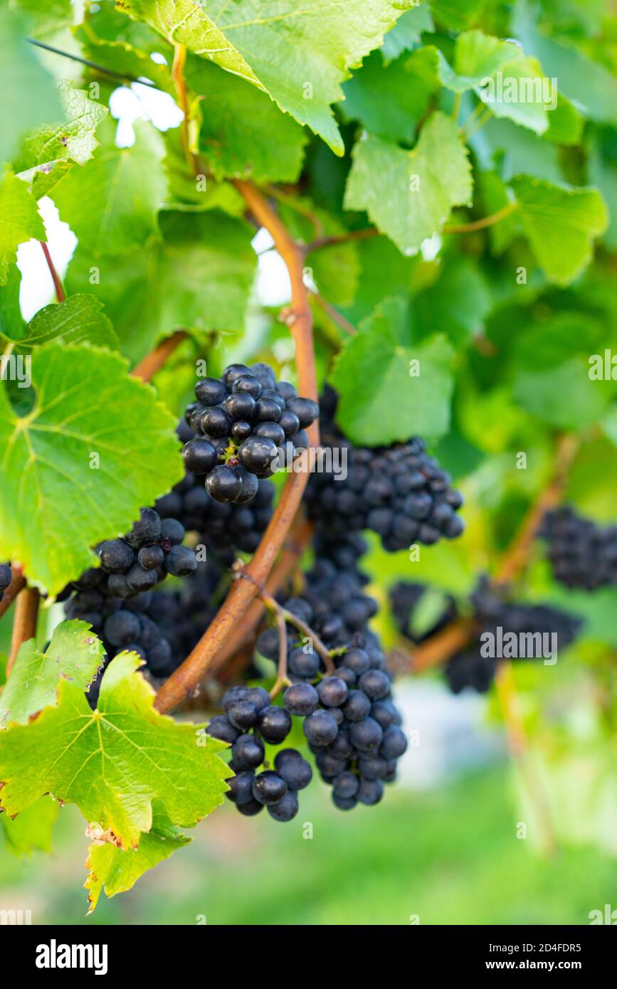 Raisins cultivés sur la vigne dans un vignoble à West Sussex, Angleterre, Royaume-Uni Banque D'Images