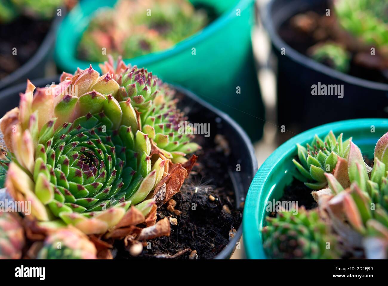 Sempervivum Reinhard ou houseleek ou poule et poussin en fleur pots Banque D'Images