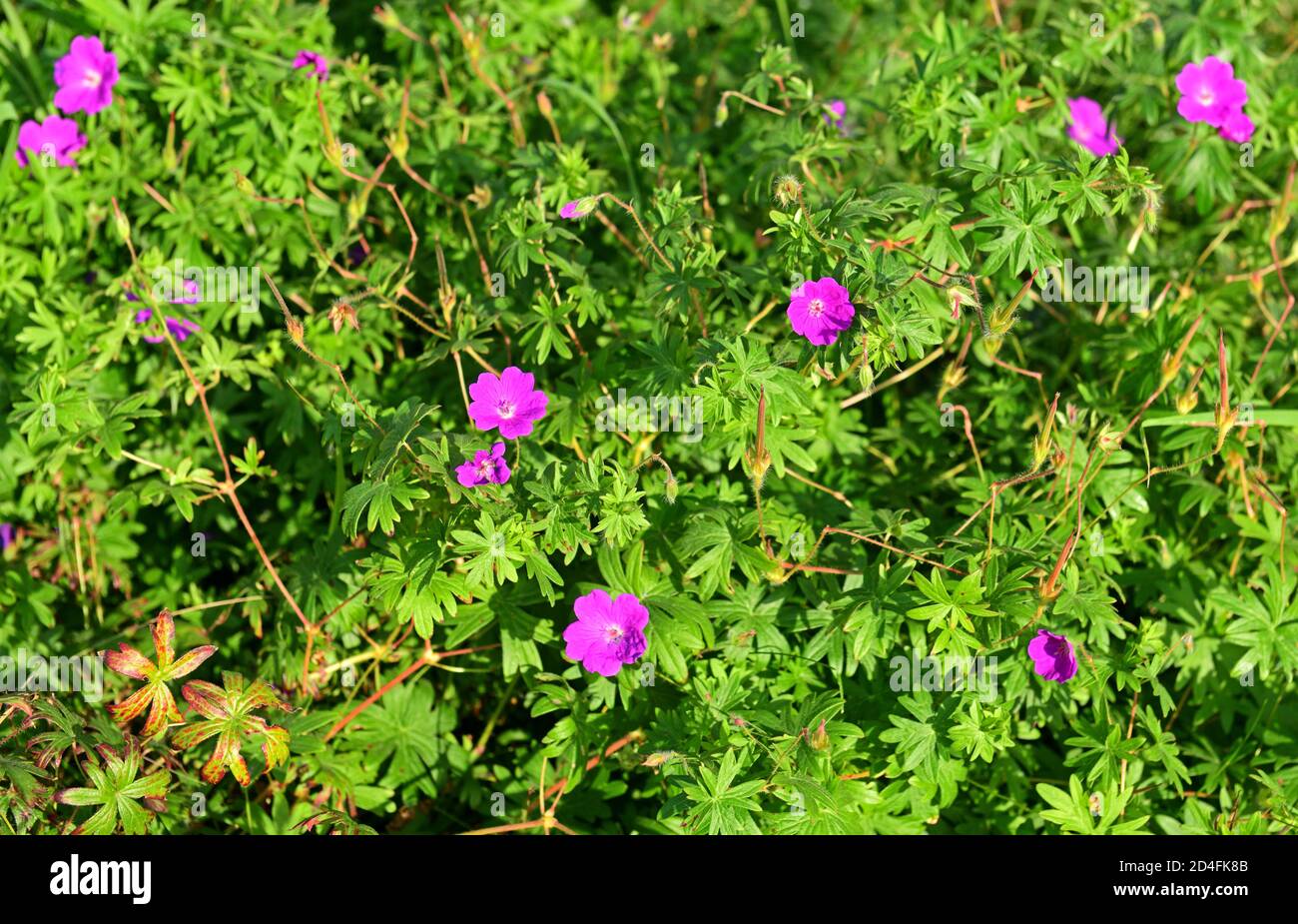 Géranium sylvaticum, bois de canneberges ou géranium des bois, espèces de plantes à fleurs rustiques de la famille des Geraniaceae Banque D'Images