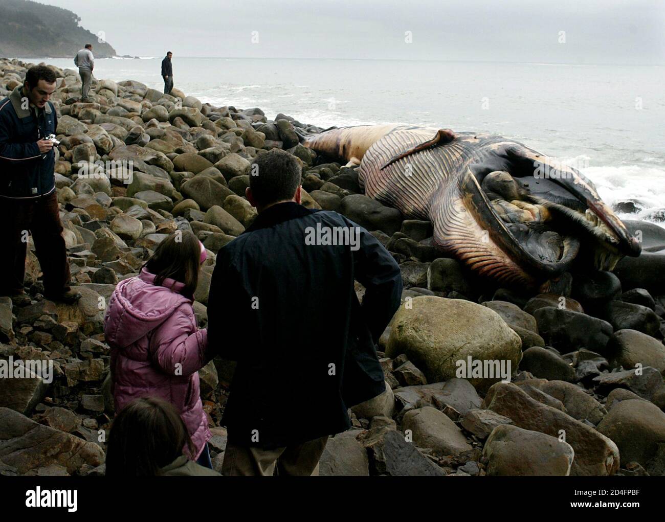 People observe a dead fin whale which washed ashore last week on the rocky  coastline near the Spanish Basque fishing port of Bermeo, January 6, 2005.  The estimated 50 tonne creature, second