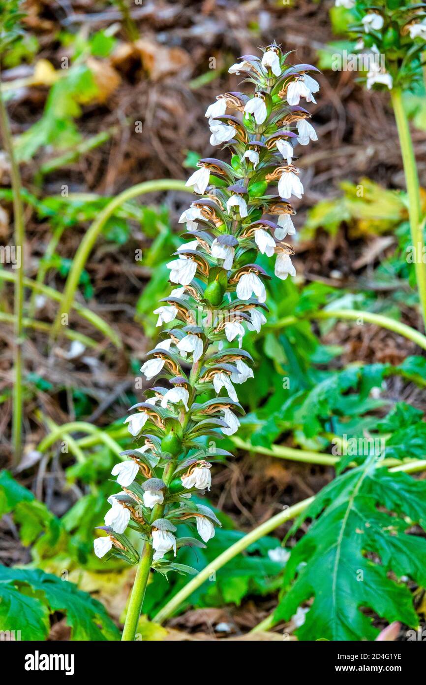 Gros plan de la breeche d'un ours (Acanthus mollis) Banque D'Images