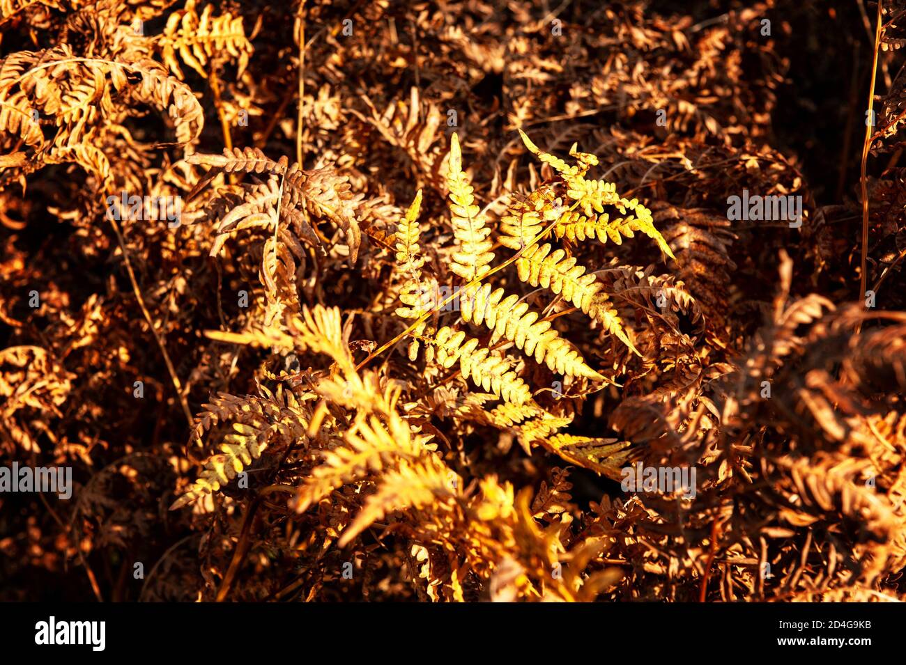 or foncé de l'automne - feuilles de fougères sur le soleil chaud. Concentrez-vous sur le centre. Banque D'Images