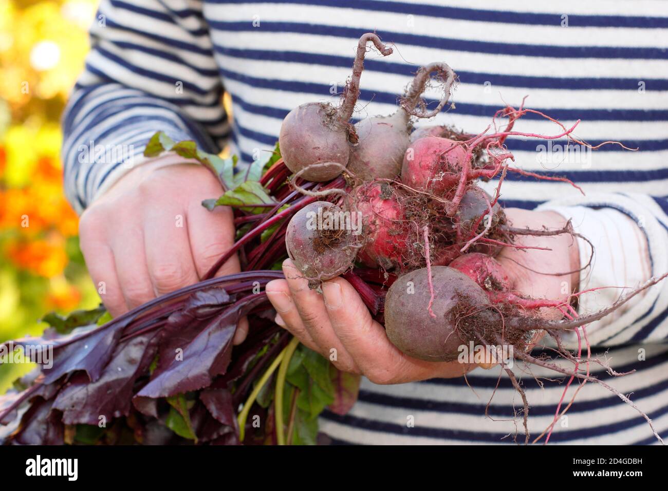 Jardin De Betteraves Bebe Banque D Image Et Photos Alamy