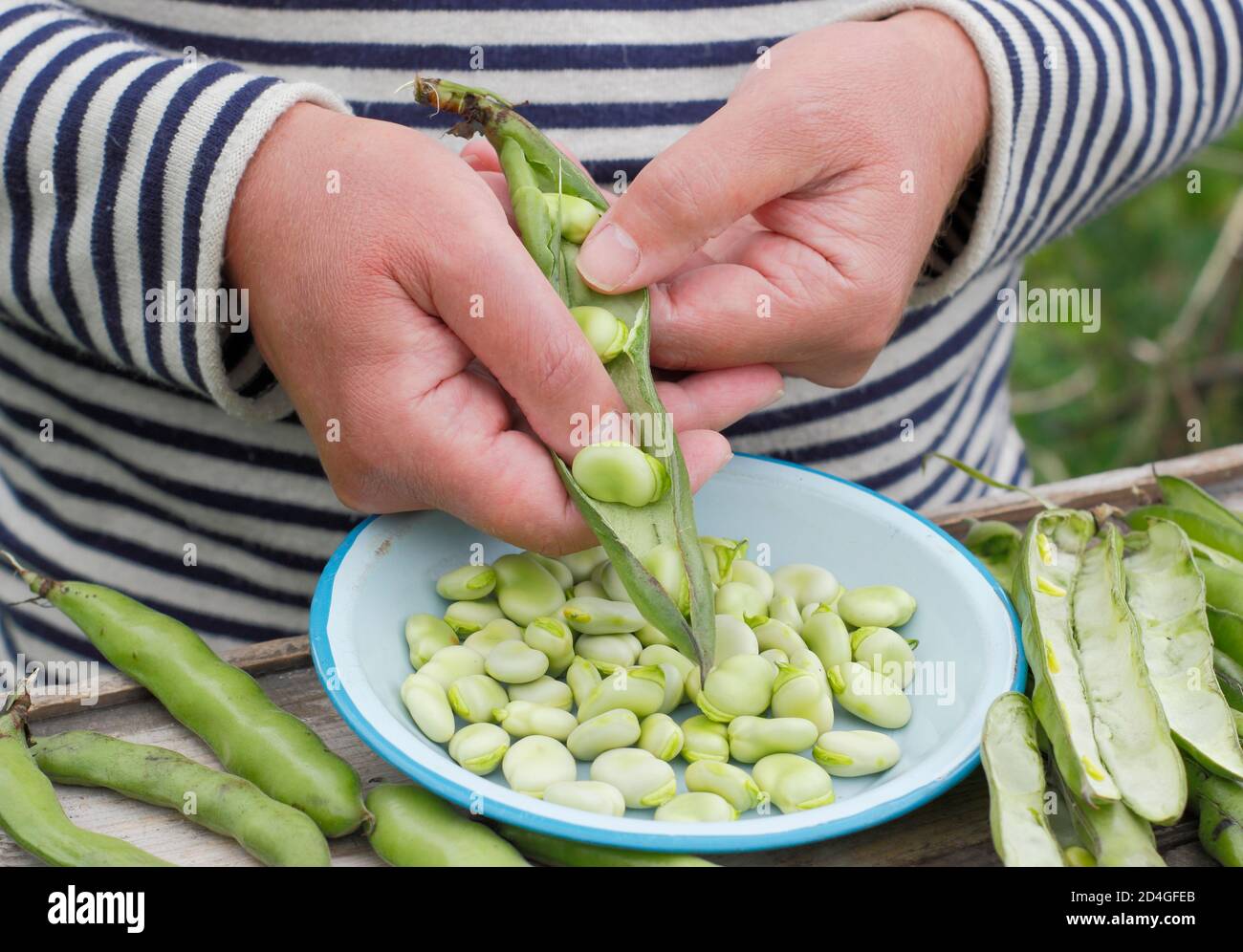 Vicia faba 'Bunyard's Exhibition'. Décorticage des fèves maison fraîchement cueillies dans une parcelle de légumes. ROYAUME-UNI Banque D'Images