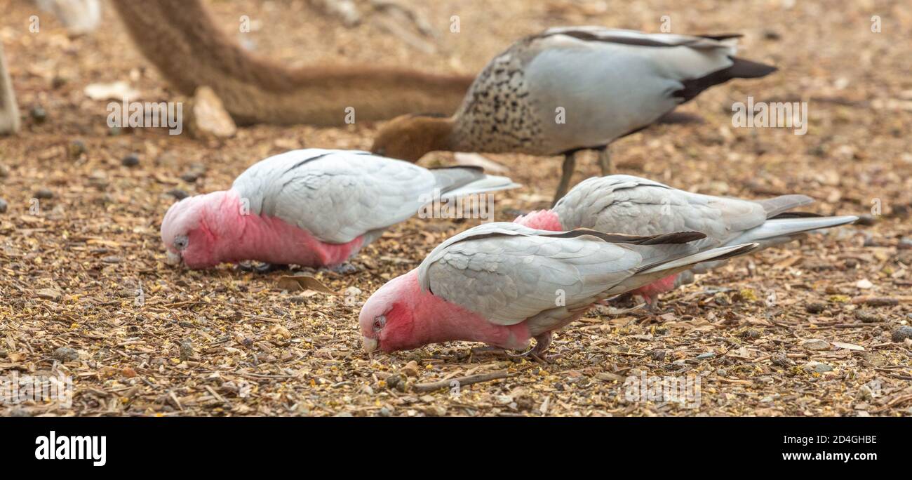 Galah dans le parc national John Forrest à Perth, en Australie occidentale Banque D'Images