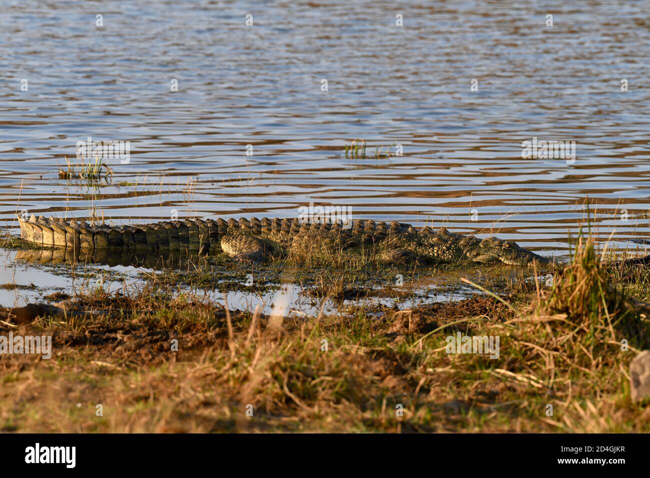 Crocodile dans le parc national de Pilanesberg, Afrique du Sud Banque D'Images