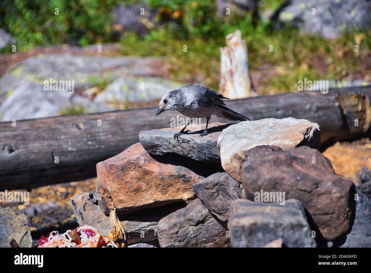 Geai gris (PERISOREUS CANADENSIS) oiseau répandu des forêts de conifères boréales et subalpines de Amérique du Nord voler de la nourriture d'un camping à UINT Banque D'Images