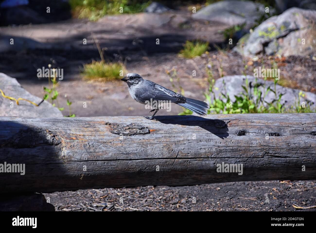 Geai gris (PERISOREUS CANADENSIS) oiseau répandu des forêts de conifères boréales et subalpines de Amérique du Nord voler de la nourriture d'un camping à UINT Banque D'Images