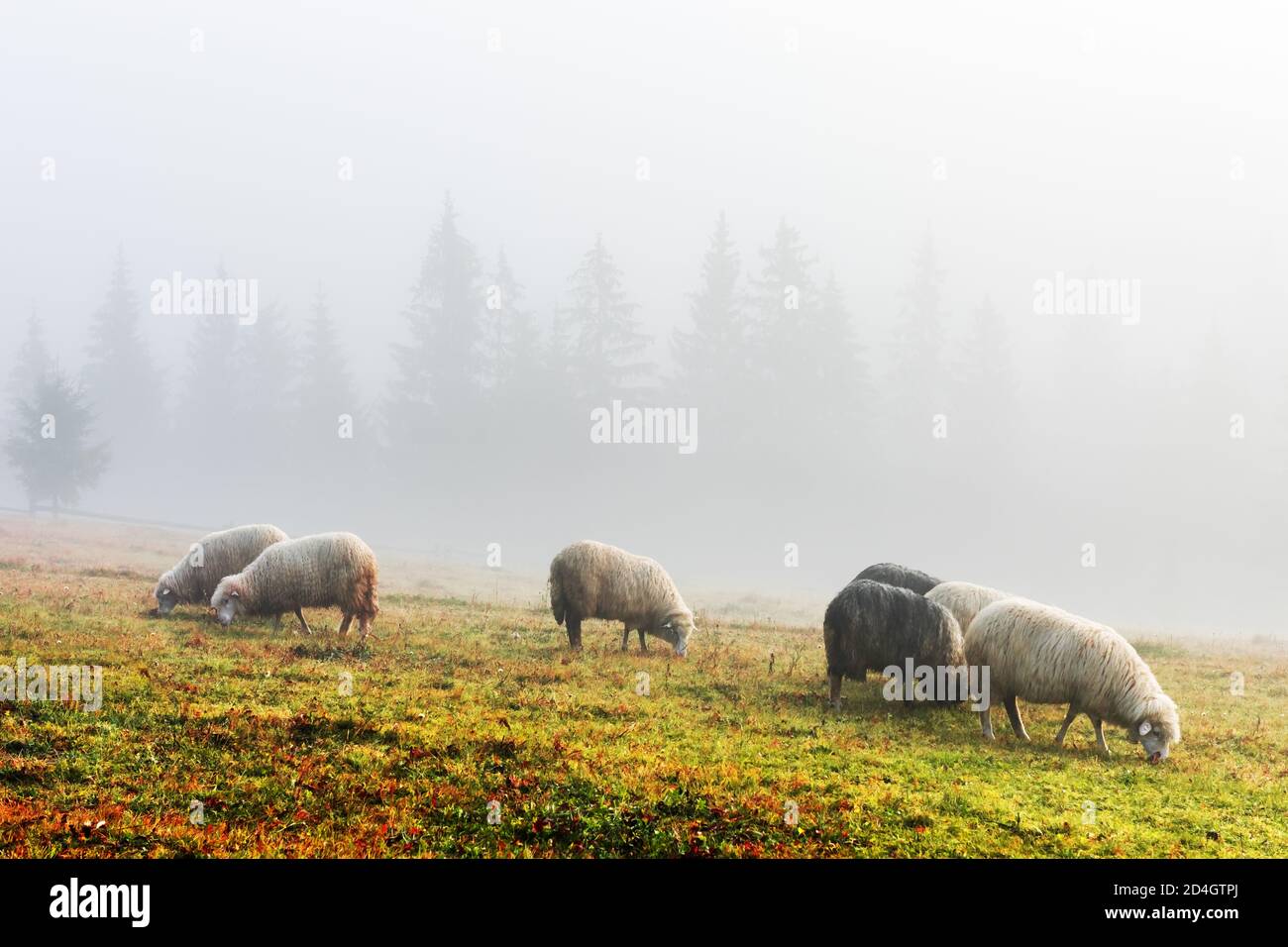 Troupeau de moutons dans les montagnes brumeuses d'automne. Forêt de pins en arrière-plan. Carpates, Ukraine, Europe. Photographie de paysage Banque D'Images