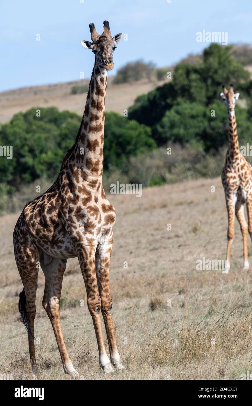 Girafe Masai (Giraffa camelopardalis tippelskirchi) Dans le Masai Mara du Kenya Banque D'Images