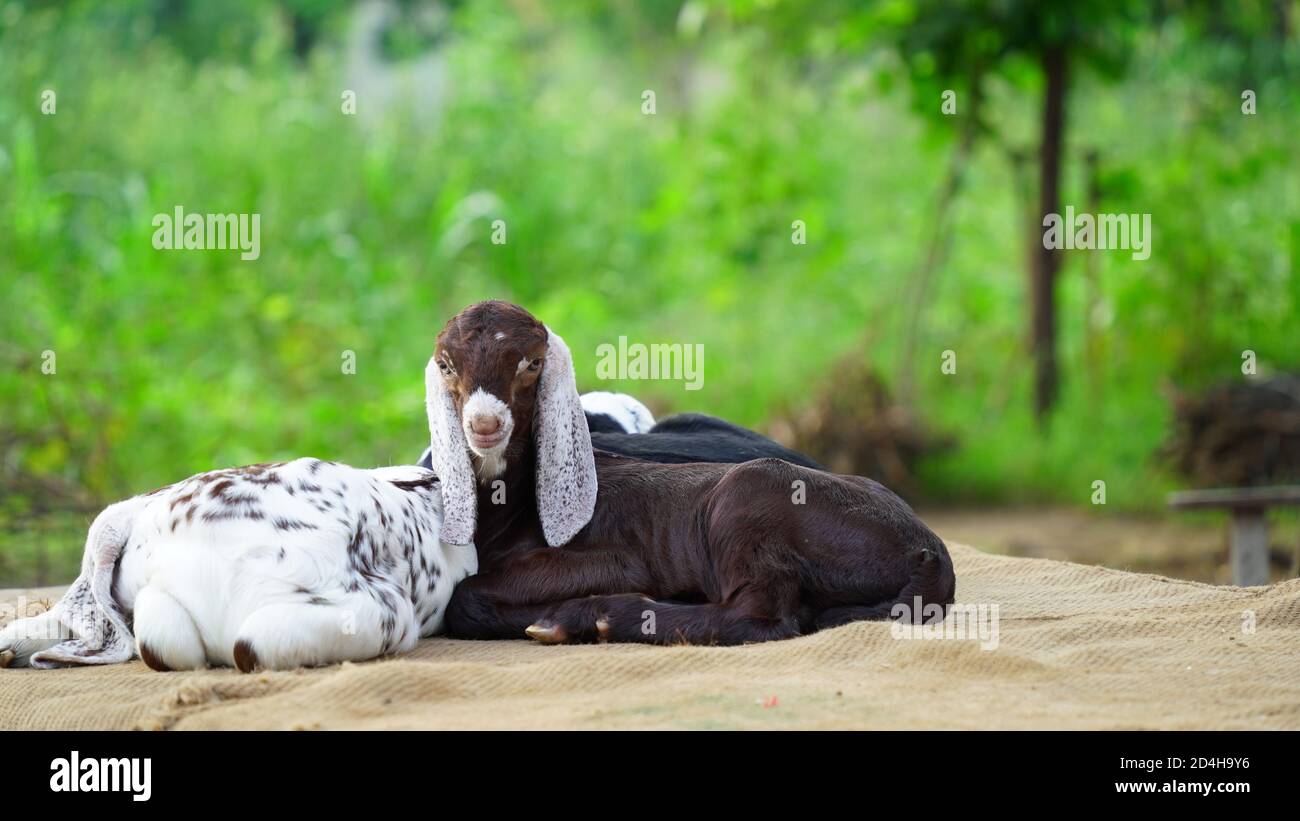 Des chèvres assises à l'intérieur d'une terre agricole avec un arrière-plan flou. Position relaxante, enfant de chèvre nouveau né. Banque D'Images