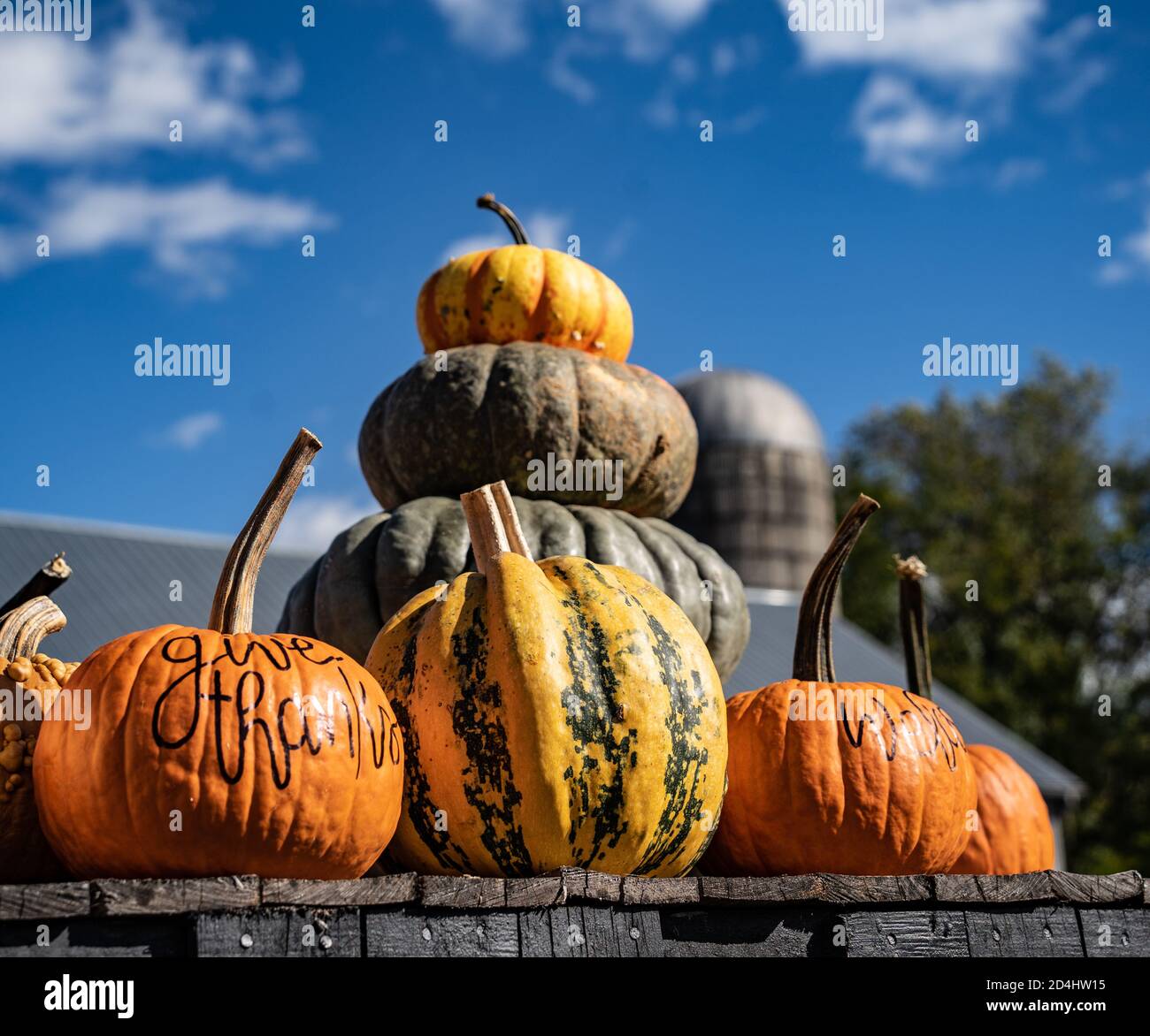 Citrouilles prêtes à être cueillies pour Halloween et Thanksgivng vacances les déocrations Banque D'Images